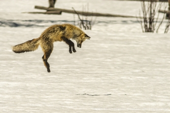 03-Grand-Teton-Fox