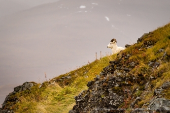 Dall Sheep