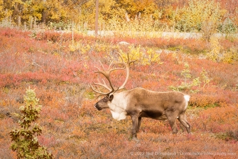 Caribou