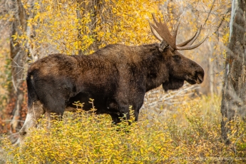 Bull Moose