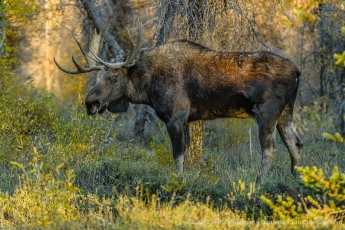 Bull Moose