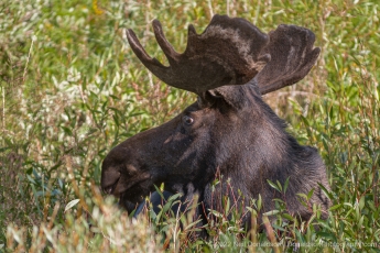 Bull Moose