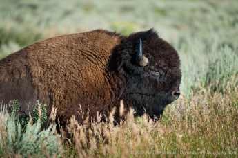 Bison Portrait