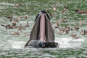 10-Humpback-Whale-Pelican