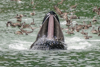 11-Humpback-Whale-Pelican
