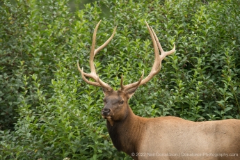 Roosevelt Elk-0493