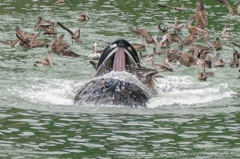 12-Humpback-Whale-Pelican