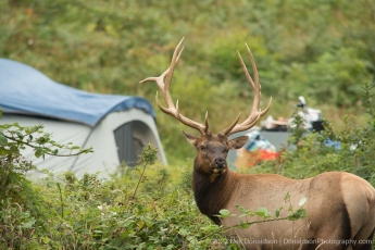 Roosevelt Elk in the Campground_0467