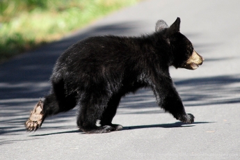 Black Bear Cub N01