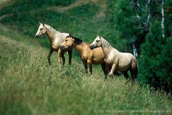 Wild Horses Grazing