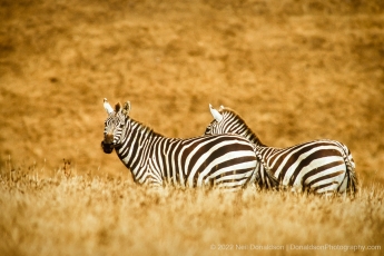 Hearst Ranch Zebras