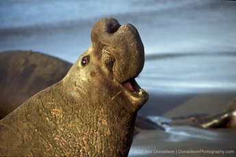 Elephant Seal