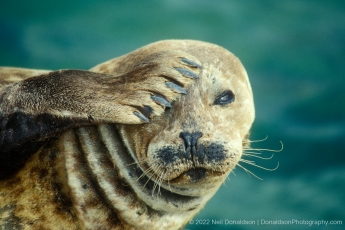 Harbor Seal