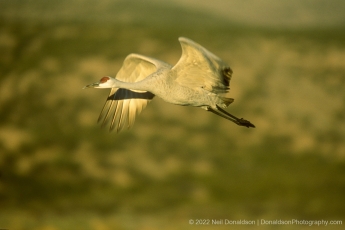 Sandhill Crane On Approach