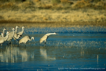 Sandhill Crane Preparing For Takeoff