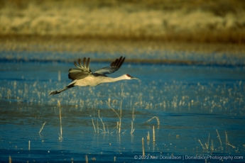 Sandhill Crane Taking Flight