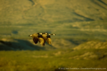 Canada Geese In Flight