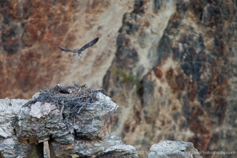 Osprey Fledglings