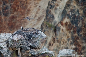 Osprey Fledglings