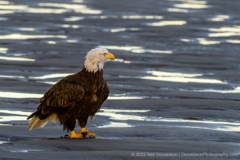 Bald Eagle