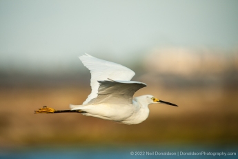 Great Egret