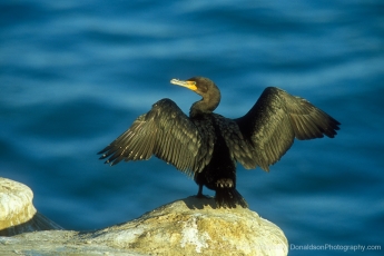 Double Crested Cormorant