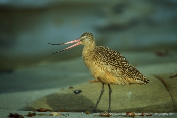 Marbled Godwit