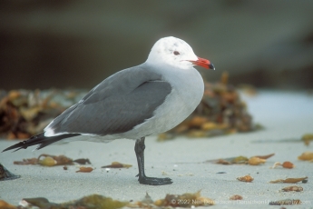 Heermanns Gull