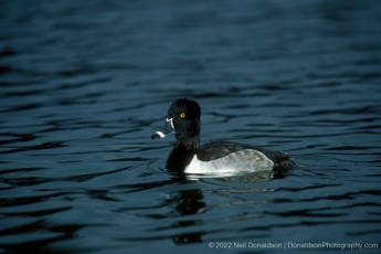 Ring Necked Duck