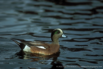 American Wigeon