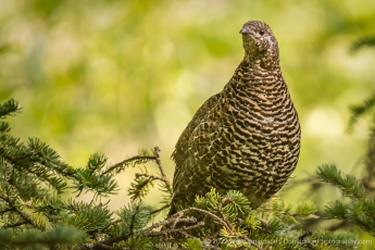 Spruce Grouse @ Quartz Creek