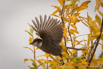 Taking Flight