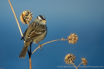 White-Crowned Sparrow