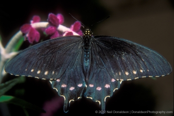 Swallow Tail Butterfly And Purle Flower