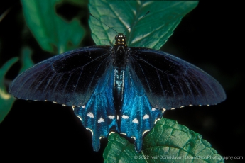 Swallow Tail Butterfly