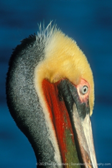 Pelican Portrait