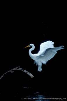 Great Egret