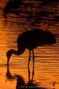 Sandhill Crane Silhouette