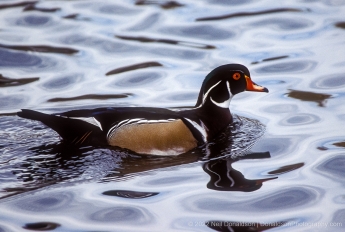 Wood Duck