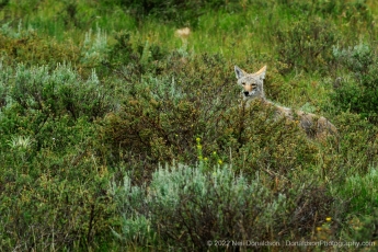 Coyote in the Sage