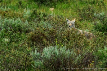 Coyote in the Sage