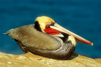 California Brown Pelican In Breeding Plumage