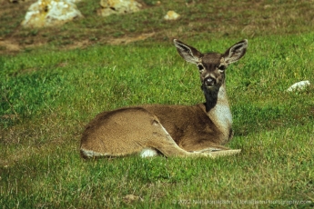 Fawn